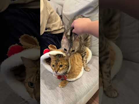 トナカイコスプレに興奮して襲ってしまうオス猫 #ベンガル #ルトロゼ #cat(YouTube)