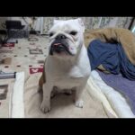 【緊急】まるこの病状悪化で本日の譲渡会が出来なくなりました。現在のまるこの症状についてお話しします。(YouTube)