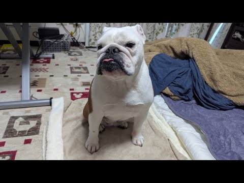 【緊急】まるこの病状悪化で本日の譲渡会が出来なくなりました。現在のまるこの症状についてお話しします。(YouTube)