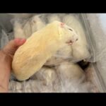 腹ペコのオオトカゲ達に特大ラット食べさせてみると・・・(YouTube)