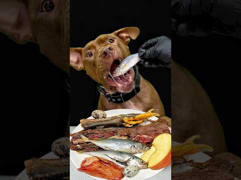 豪快に食べるピットブルの咀嚼音(YouTube)