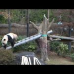 ジャイアントパンダのようす　2025年12月22日撮影(YouTube)