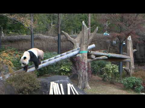 ジャイアントパンダのようす　2025年12月22日撮影(YouTube)