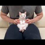 【ご報告】保護した子猫の里親にまさかの人が立候補してくれました。(YouTube)