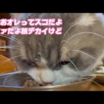 いちおオレさスコだからね  スタァなんだよ 顔デカイけどさ  2025 12 25 1(YouTube)