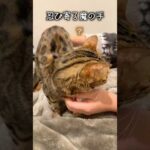 猫のちん⚪︎んを見て喜ぶ飼い主　#ルトロゼ #ベンガル #cat(YouTube)