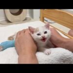 骨折してた子猫を連れて帰って看病したら少し離れただけで鳴き止まなくなる甘えんぼになってしまいました。(YouTube)