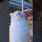 神社猫ゴロゴロ(YouTube)