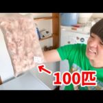 爬虫類イベントで大量のネズミを買ってきたので我が家のヘビ、オオトカゲ達に食べさせます(YouTube)