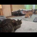 寂しそうにしてる推しの様子を見に来たら…(YouTube)