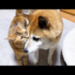 柴犬に甘える末っ子猫に少しずつ変化がでてきました(YouTube)