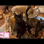 だからね 朝ご飯ね 早くですよ  2025 12 19 1(YouTube)