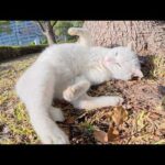 日光浴中の白猫にフェイスマッサージをするとヘソ天ポーズになった(YouTube)