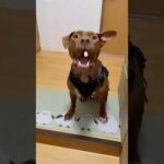 薬はしっかり噛み砕くピットブル🤣🤣🤣(YouTube)