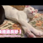 タマタマ取られたニャン  経過は絶好調です  両目が塞がって保護されたイカちゃん   2025 12 30 1(YouTube)