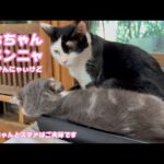 かぁちゃんゴメンニャサイ  よ～わからんけど謝るニャン  キュウちゃんとトトはご夫婦です  2025 12 26 2(YouTube)