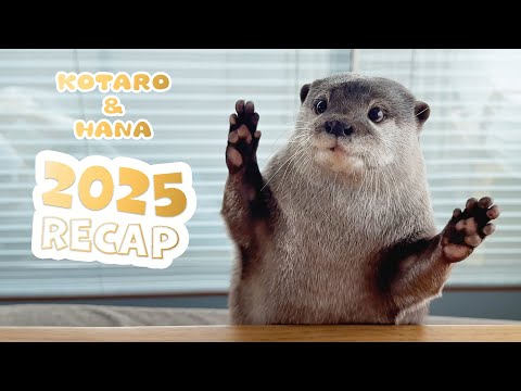 これを見ればカワウソコタハナの一年がわかる！スペシャル総集編　Otter Kotaro & Hana | 2025 Recap(YouTube)