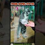 困惑するワオキツネザルが可愛い(YouTube)