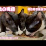 最後の晩餐  島を巣立ちます 団地で小学生にお世話されてた双子のレイロコ   2025 12 19 2(YouTube)