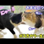 すべてを乗り越え、娘たちに再会！ボス吉カラー生活ついに完結🐈✨(YouTube)