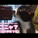 どこにゃ？1泊2日の移動だよ 団地で小学生にお世話されてたレイロコ   2025 12 21 1(YouTube)