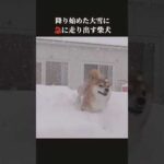 柴犬は降り積もる大雪で急に走り出す #shibainu #大雪 #犬のいる生活(YouTube)