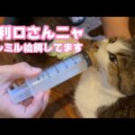 お利口さんニャ  メルミル給餌して元気になろうね  ナツ   2025 12 26 1(YouTube)