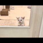 保護した子猫が初めてひとりでお留守番に挑戦したら不安すぎてこうなっちゃいました。(YouTube)