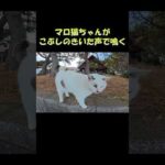 マロ猫ちゃんがこぶしのきいた声で鳴く #猫 #ねこ #cat(YouTube)