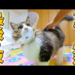 ついに迎えたカラー生活・最後の夜…ボス吉はここまで本当によく頑張ってくれました【ボス吉カラー生活奮闘記37日目】(YouTube)