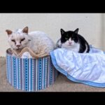 仕事納めで静かな干物工場前…置きベッドで熟睡する野良猫をそっとナデナデしてきた(YouTube)