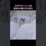 大雪で扉が埋もれた時の柴犬が可愛すぎる。 #shibainu # #犬のいる生活 #大雪(YouTube)