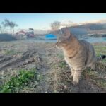 第3期ぶどう棚増設工事現場監督の猫(YouTube)