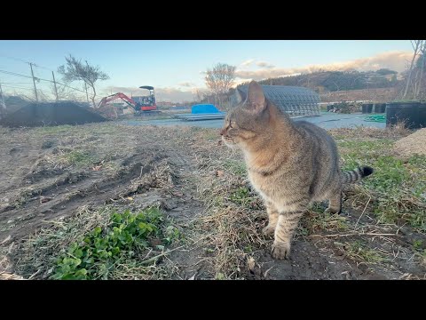 第3期ぶどう棚増設工事現場監督の猫(YouTube)