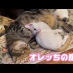 オレッちの腹枕ニャン  両目が塞がって保護されたイカちゃん   2025 12 27 1(YouTube)