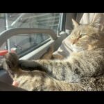 健気に待っていた猫を車に乗せてあげた(YouTube)