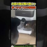 猫「お前のものは俺のものニャ」(YouTube)