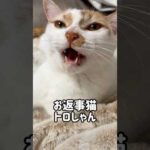 お返事猫トロしゃん #shorts(YouTube)