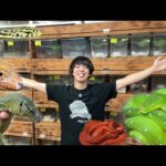 神奈川県相模原市に移転した爬虫類ショップに行ってみると…ヤバすぎる生体がたくさん入荷していました(YouTube)