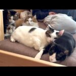 息子の寝るところには不思議と猫が集まります(YouTube)