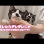 オレたちデレデレにゃ～  団地で小学生にお世話されてたアマナツ   2025 12 23 2(YouTube)