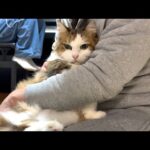 爪切りがイヤでお手手をないないする猫(YouTube)