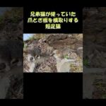 兄弟猫が使っていた爪とぎ板を横取りする短足猫 #猫 #ねこ #cat(YouTube)