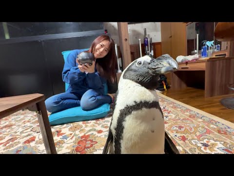 ペンギンと一緒に食事したら磯の香りがしてご飯が進むよ？(YouTube)