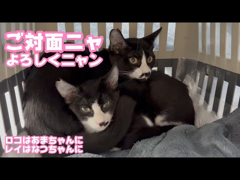 羽田でご対面！ よろしくニャン  レイはあ甘ゃんにロコは夏ちゃんになりました  甘夏コンビだね   2025 12 21 2(YouTube)