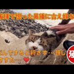防波堤の階段で出会った甘えん坊猫をなでなでするだけで幸せすぎた…(YouTube)