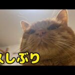 とんでもなくお久しぶりでございます(YouTube)