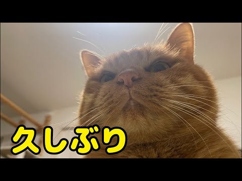 とんでもなくお久しぶりでございます(YouTube)