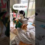 認知症は倒れるまで歩き続ける(YouTube)