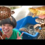 【12月の爬虫類イベントが熱い】イベント出店情報と販売生体の紹介(YouTube)